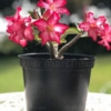 Rose du Désert à fleur Blanche - 36 mois - pot de 15cm
