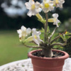 Rose du desert à fleur Blanche - Pot de 20cm