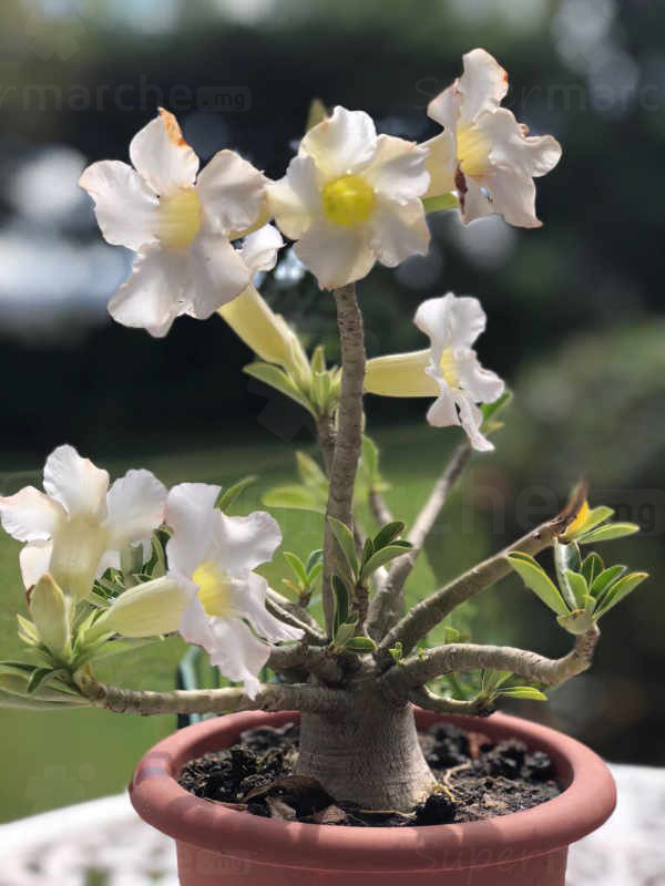 Rose du desert à fleur Blanche – Pot de 20cm