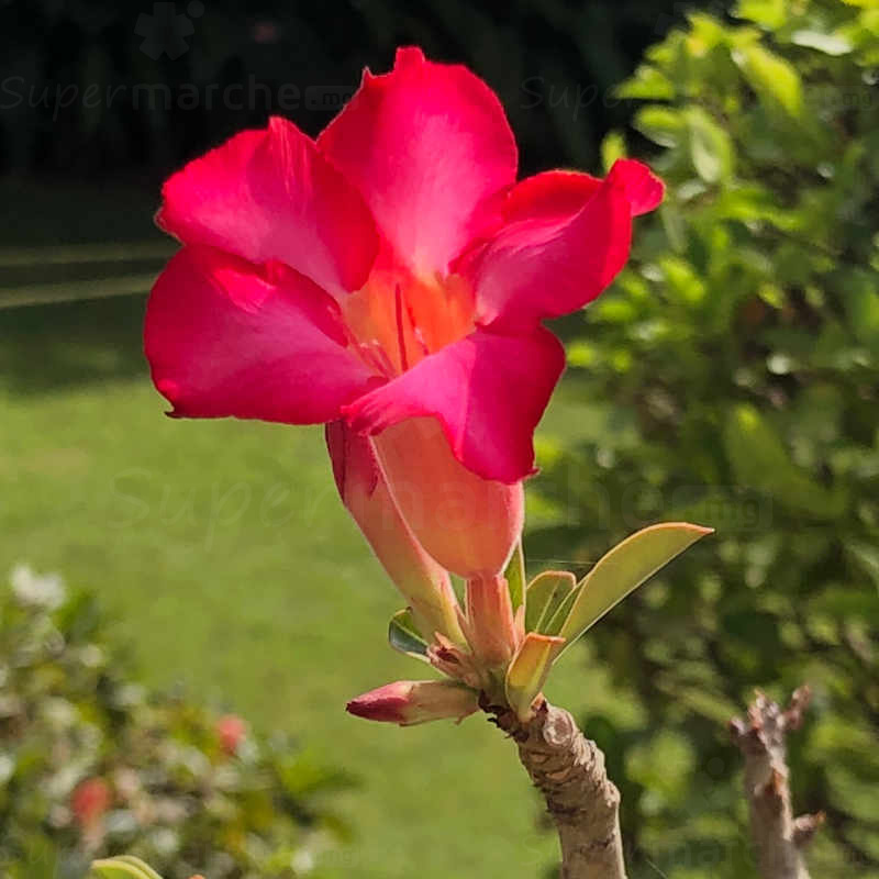 Rose du desert à fleur Rose – Pot de 20cm