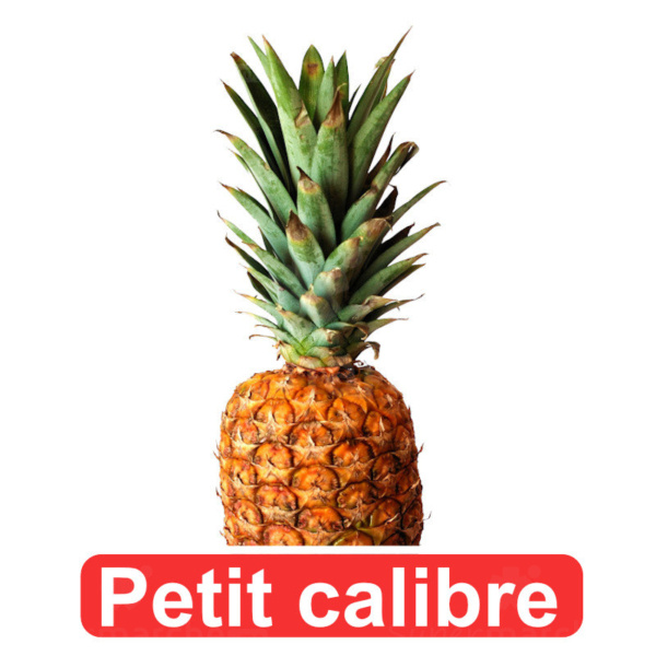 Ananas Frais 1 pièce Petit Calibre
