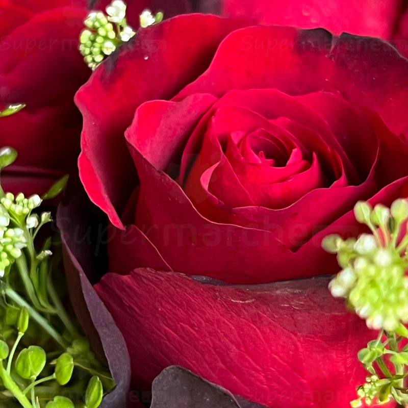 fleur rose rouge detail